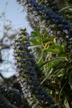 Güzel botanik fotoğrafı, doğal duvar kağıdı.