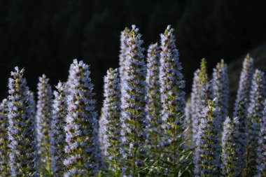 Güzel çiçekler, çiçek konsepti