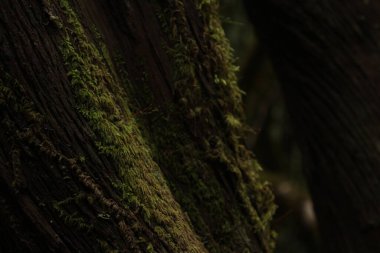 Ağaçta yeşil yosun