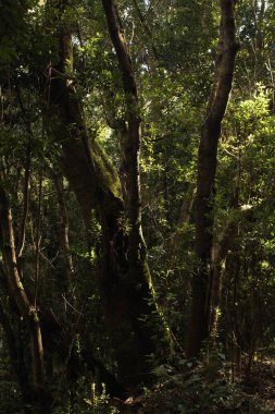 Dağlardaki güzel orman