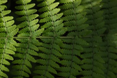 yeşil yapraklar, bitkiler ve yapraklar