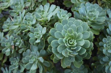 Güzel botanik fotoğrafı, doğal duvar kağıdı.
