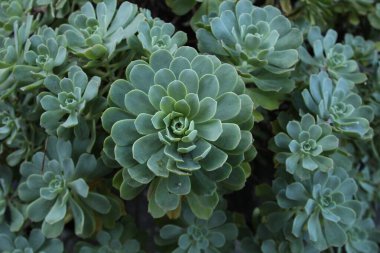 Güzel botanik fotoğrafı, doğal duvar kağıdı.
