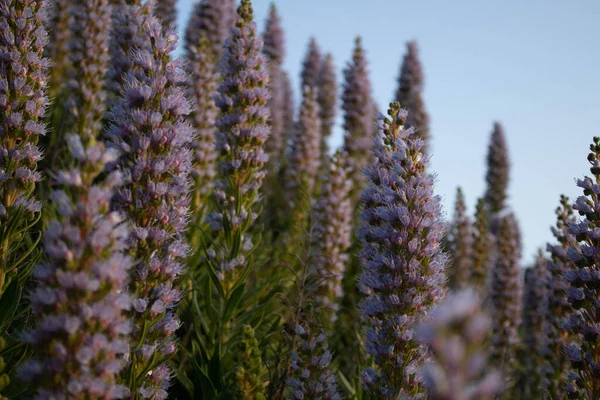 Fleurs Sauvages Dans Prairie Par Une Journée Ensoleillée — Photo
