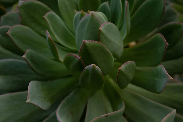 Close View Aeonium Leaves — Stock Photo, Image