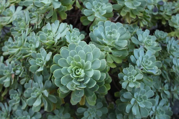 绿色植物 植物和植物学 — 图库照片