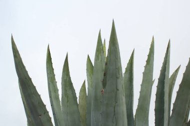 aloe vera bitkisi, tropikal yapraklar