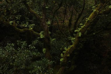 Ormanın güzel manzarası