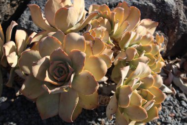 aeonyum bitkileri, rosette, botanik