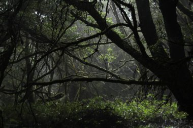 Doğanın güzel manzarası