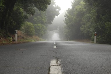 Ağaçlar ve asfalt yollarla sisli bir gün