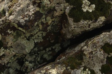 Yosun ve yosunu kapatın.