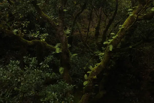 Ormanın güzel manzarası