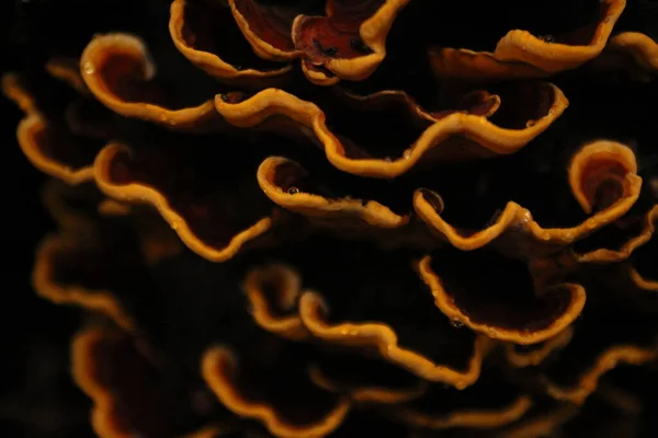 Bir gövde üzerinde büyüyen mantar yapıları