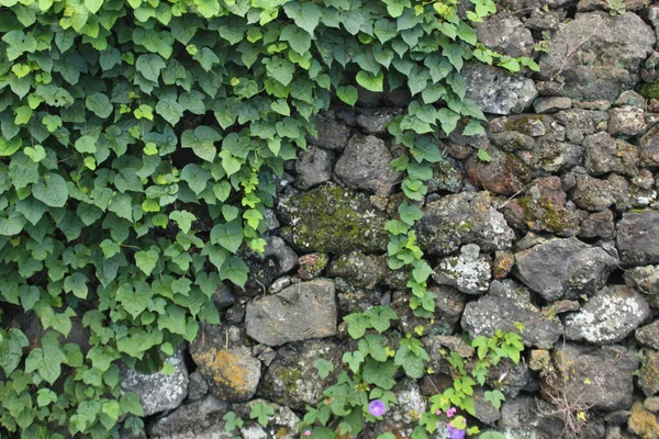 Ivy ile kaplı duvar