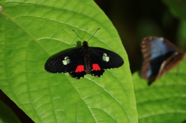 Parides iphidamalarının yakın görüntüsü