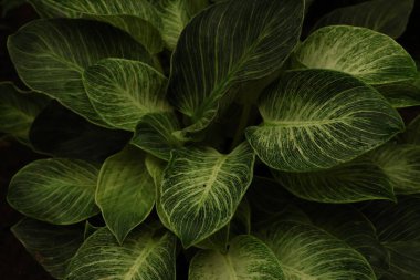 Philodendron Birkin yapraklarının yakın görüntüsü