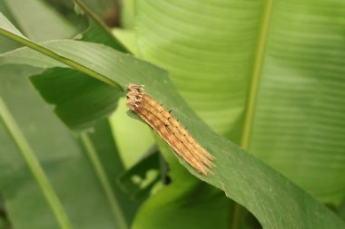 Calligo Baykuş larvalarına yaklaş.
