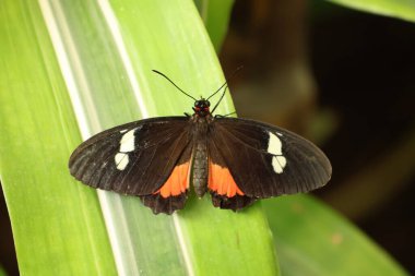 Parides iphidamalarının yakın görüntüsü