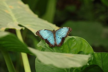 Morpho Peleides Kelebeği 'nin yakın görüntüsü