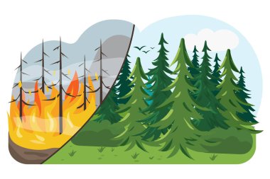 Forest before and after the fire. Forest fire. Changing of the climate. Forest restoration. clipart