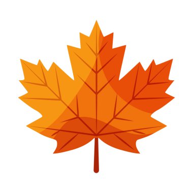 Akçaağaç yapraklı vektör çizimi. Kanada 'nın sembolü. Kanada Günü.