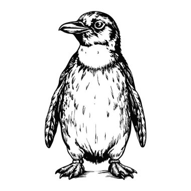 Ayakta duran bir penguen çizimi, beyaz bir arka planda ön manzara.