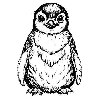 Bebek penguen çizimi, beyaz bir arka planda ön manzara..