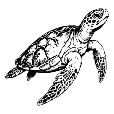 Yüzen bir deniz kaplumbağası çizimi, beyaz bir arka planda yan görünüm.