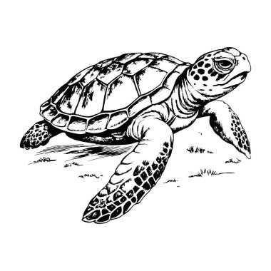 Beyaz arka planda, okyanus tabanında dinlenen bir deniz kaplumbağasının çizimi.