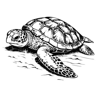 Beyaz arka planda, okyanus tabanında dinlenen bir deniz kaplumbağasının çizimi.