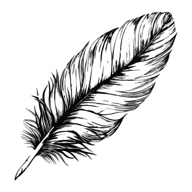 Karmaşık detaylara sahip tek bir tüy çizimi, beyaz arka planda.