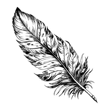 Karmaşık detaylara sahip tek bir tüy çizimi, beyaz arka planda.