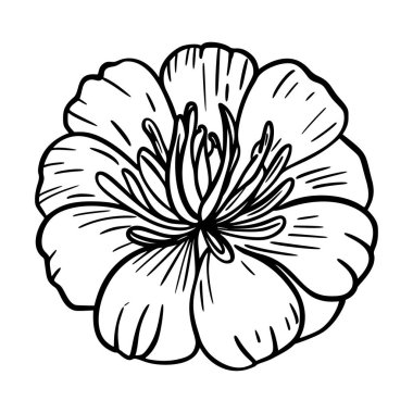 Beyaz arka planda bir çiçeğin eşkalini incele.