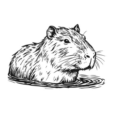 Şirin bir Capybara çizimi. Beyaz bir arkaplanda.