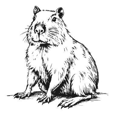 Şirin bir Capybara çizimi. Beyaz bir arkaplanda.
