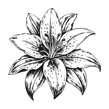 Beyaz arkaplanda çiçek açan bir zambak çizimi.