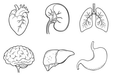 Farklı insan iç organları karikatür tarzına sahip izole ikonlar.