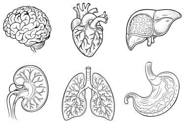 Farklı insan iç organları karikatür tarzına sahip izole ikonlar.