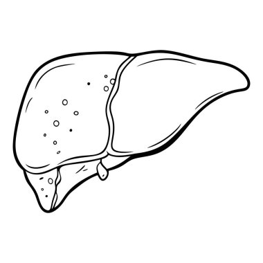 Beyin. İç organlar. Beyaz arkaplanda ikon. Bir satır