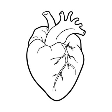 İnsan kalbi. İç organlar. Beyaz arkaplanda ikon. Bir satır