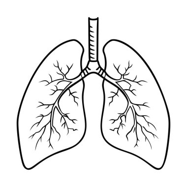 Ciğerler. İç organlar. Beyaz arkaplanda ikon. Bir satır
