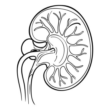 - Bud. İç organlar. Beyaz arkaplanda ikon. Bir satır