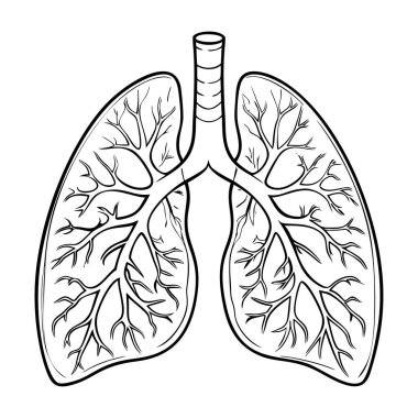 Ciğerler. İç organlar. Beyaz arkaplanda ikon. Bir satır