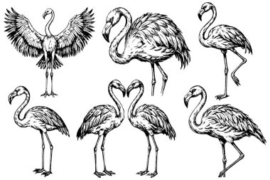 Beyaz arkaplanda farklı pozlarda duran flamingolar..