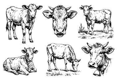 İnek desenli mürekkep çizimi. Çiftlik hayvanı arka planındaki sığır eti silueti sanatı. Siyah ve beyaz el çizilmiş vektör resmi