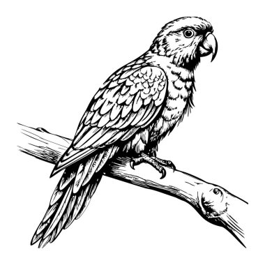 Papağan bir dala tünemiş, yan görünüm, beyaz arka plan