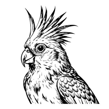 Beyaz bir arkaplan üzerinde, kenar görünümü yükseltilmiş kakaotiel