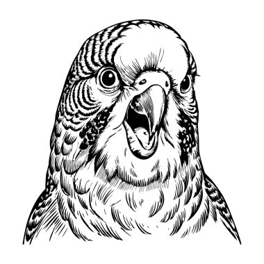 Açık gagalı muhabbet kuşu cıvıldıyor, beyaz bir arka planda, ön manzara