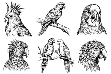 Set of parrots. On a white background in sketch style clipart